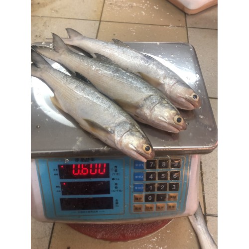 Fourfinger threadfin | Senangin (4-5 fish/kg)