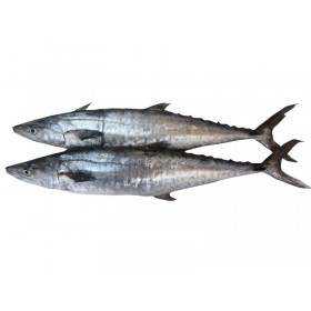 King Fish Mackerel | Tenggiri Batang (3kg± /fish)