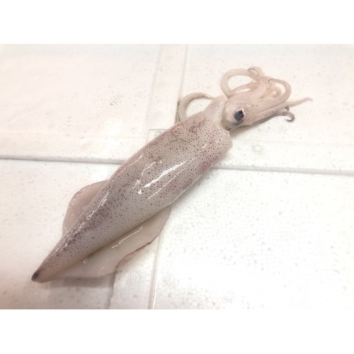 Squid (Grade A) | Sotong (3pcs± /Kg)